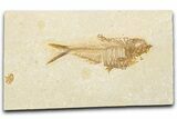 Detailed Fossil Fish (Diplomystus) - Wyoming #334400-1